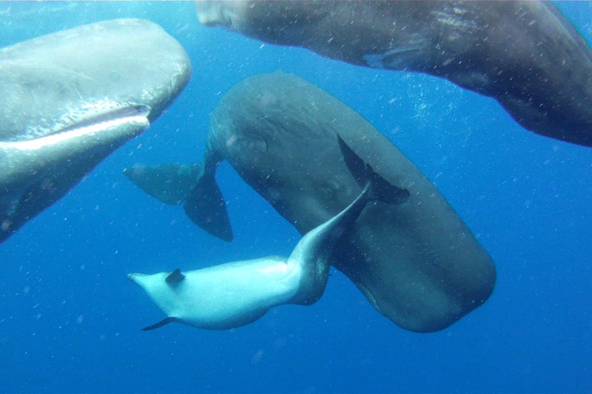 deformed dolphin with whales