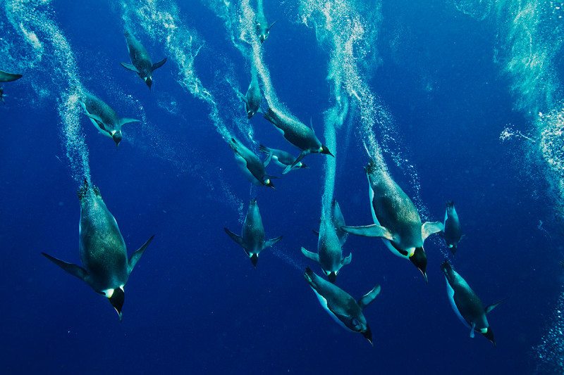 Essay on marine life