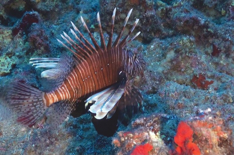 A brightly coloured lionfish