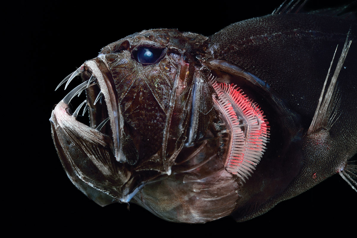 Up close with the giant teeth of the deepsea fangtooth