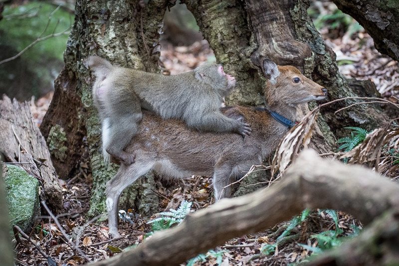 Macaque monkey on the back of a Sika deer