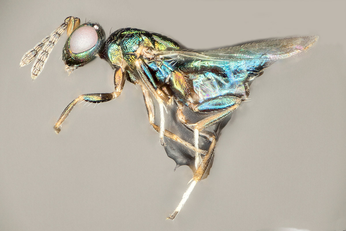 Euderus set wasp