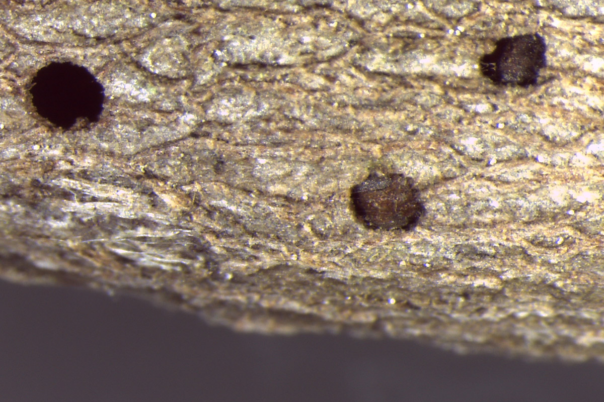 Euderus set: Evil wasp named after Ancient Egyptian god of violence