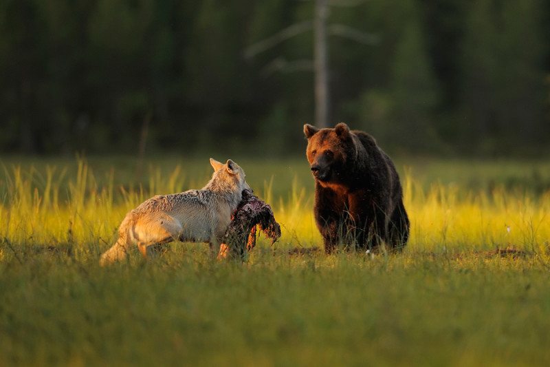 Bear confronts wolf carrying prey