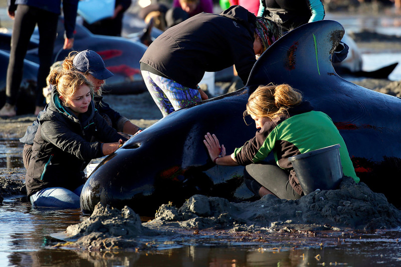 Volunteers attending to stranded whales in New Zealand, 10 February 2017