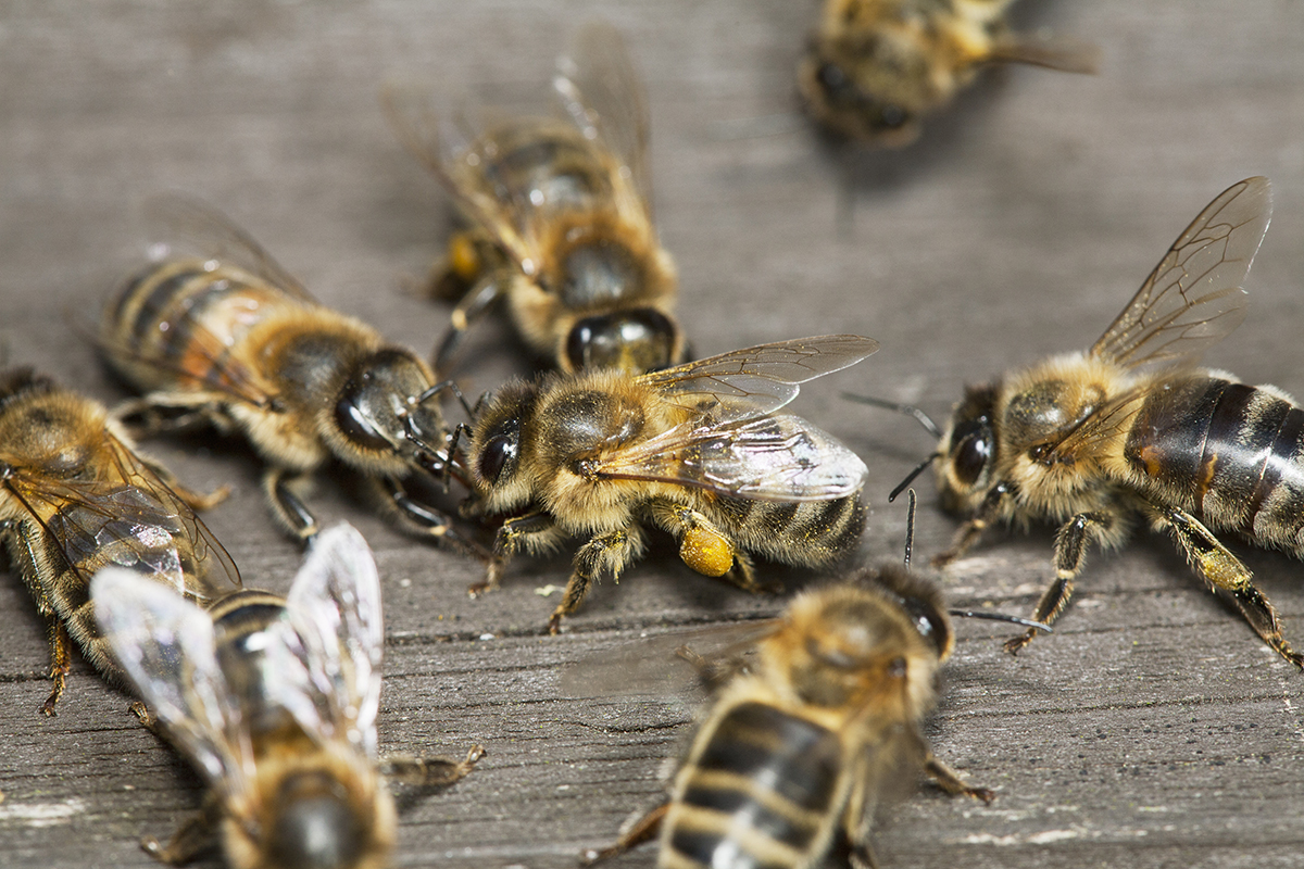 bees headbutting