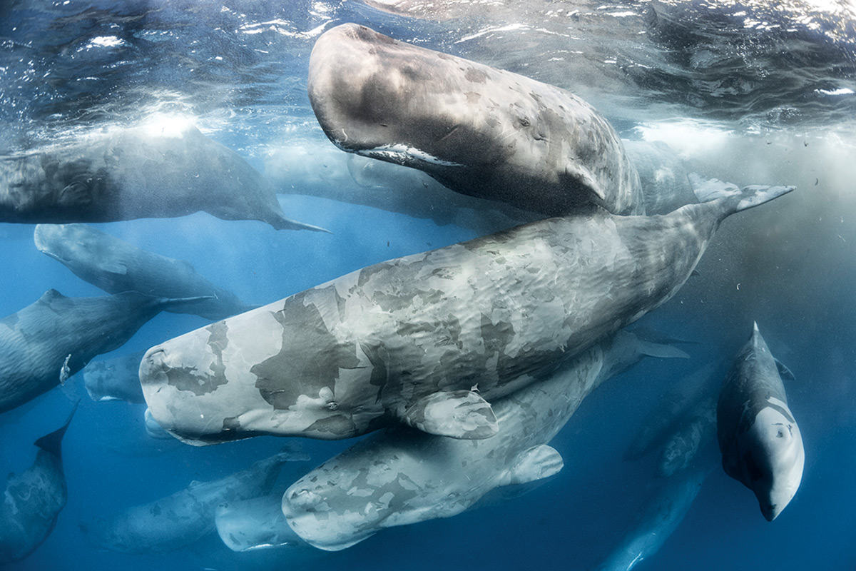 sperm-whale-s-skin-comes-off-during-mass-scratchathon-new-scientist