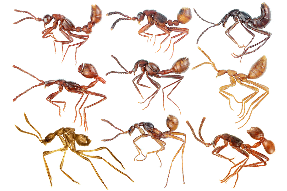 Sneaky beetles evolved disguise to look like ants, then eat them New