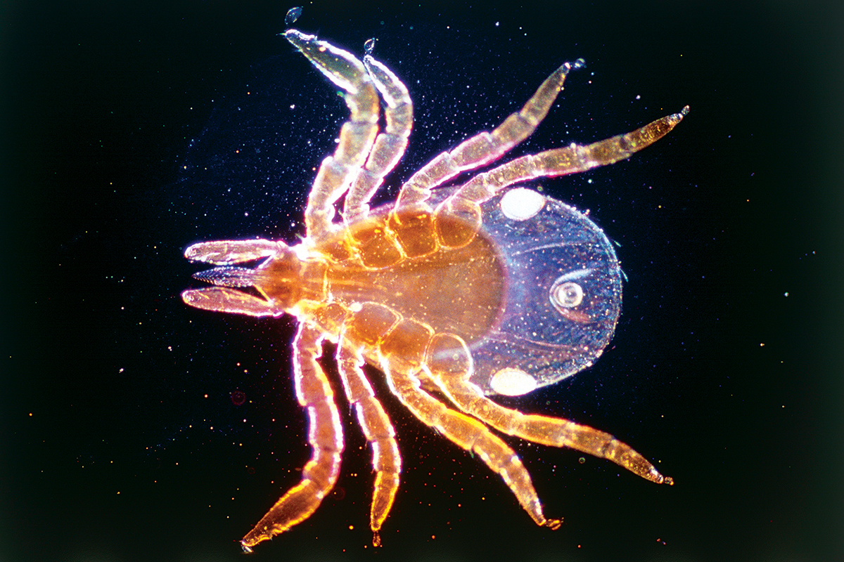 Lyme disease is set to explode and we still don’t have a vaccine New