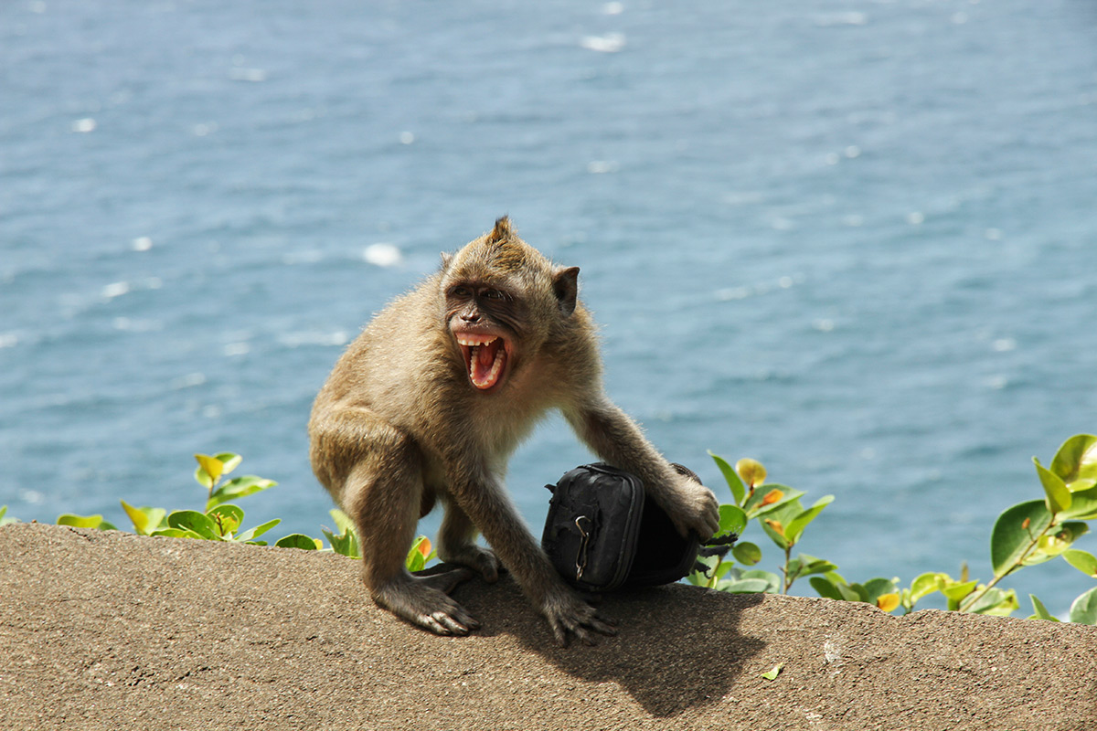 Monkey mafia steal your stuff, then sell it back for a cracker