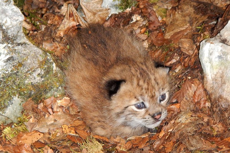 First cub photo gives hope for critically endangered Balkan lynx | New ...