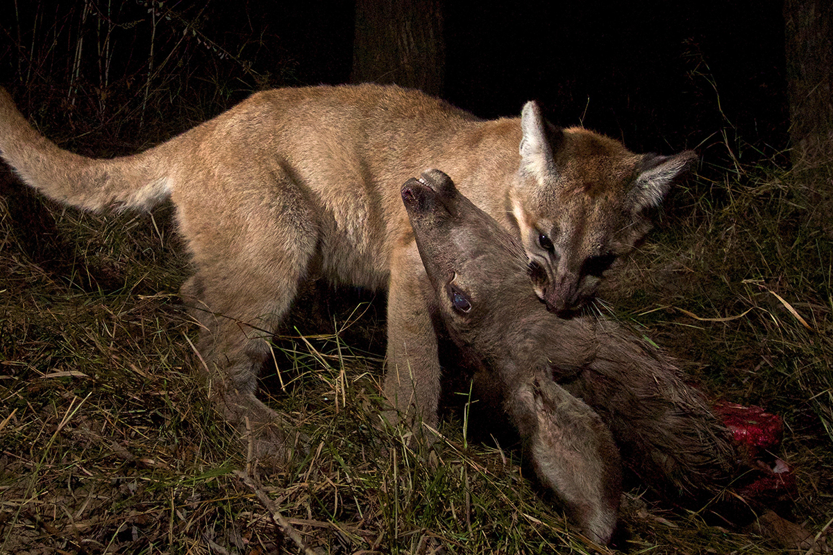 how big does a puma get