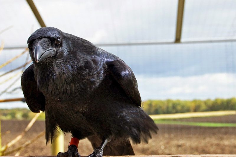 Not such a birdbrain