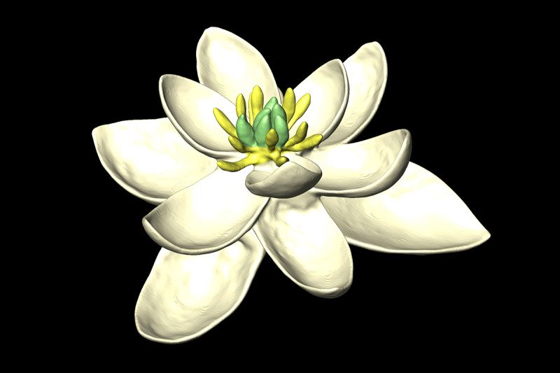 This is what the first flower on Earth might have looked like