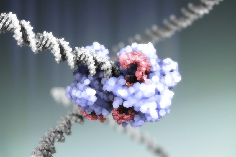 Researchers fix disease-causing gene in human embryos