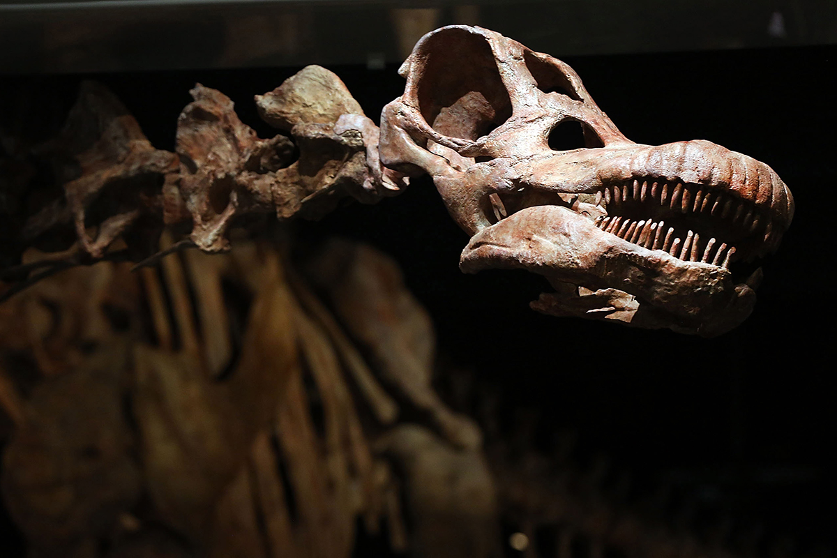 In Argentina unearthed the largest dinosaur In Argentina unearthed the largest dinosaur