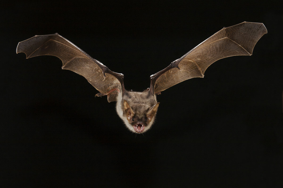 bat and win bat and win