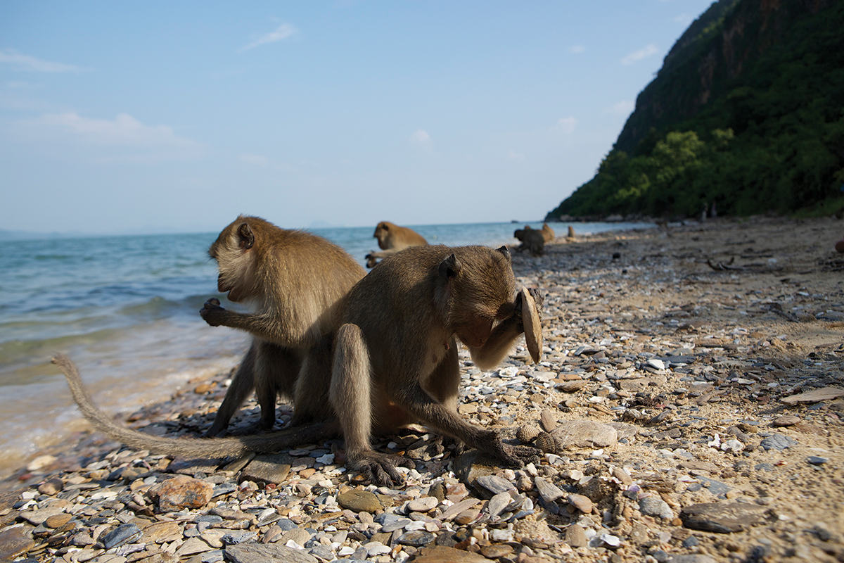 Tool-wielding monkeys push local shellfish to edge of extinction