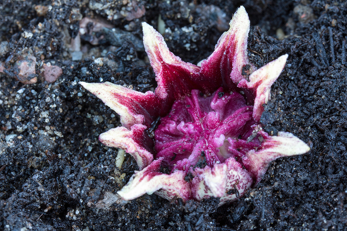Weird 'underground' flower has evolved to look like a mushroom New