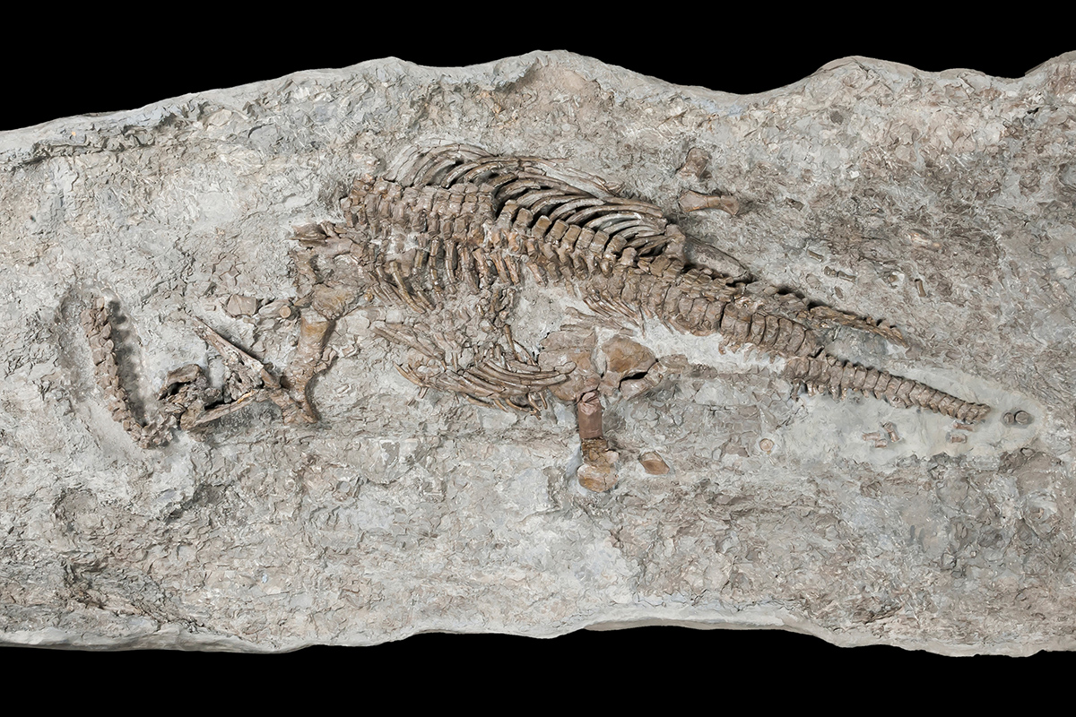 Dinosaurier Fossilien Beispiele UODP Dinosaurier Fossilien Beispiele UODP