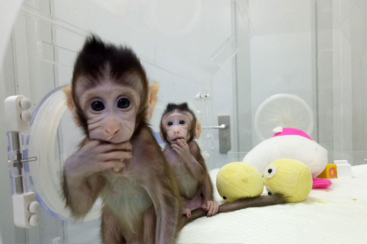 Are human clones next? Your trickiest cloning questions answered New Scientist