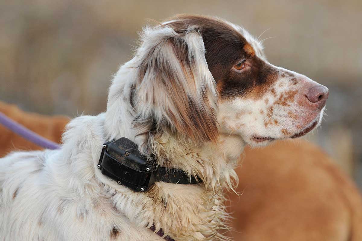 Shock collars are a bad way to train dogs so let's ban