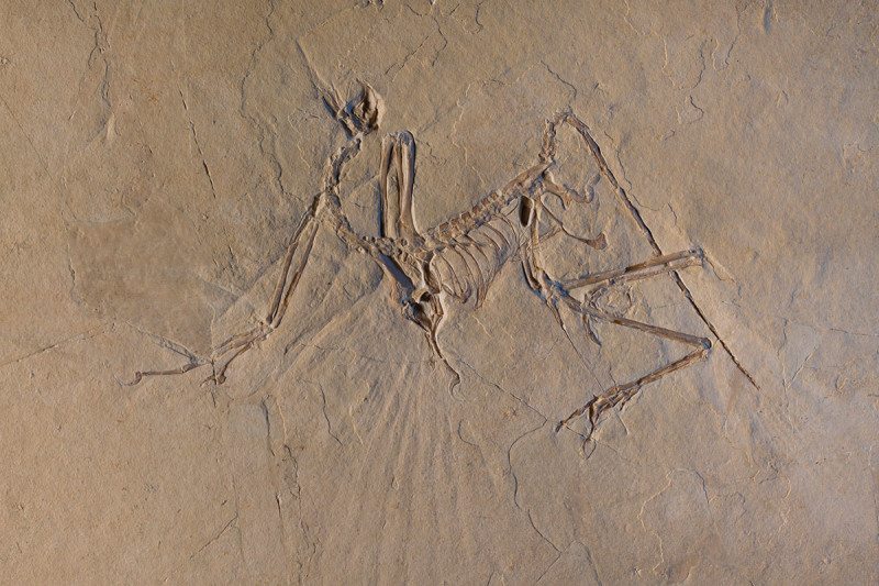The Munich specimen of Archaeopteryx