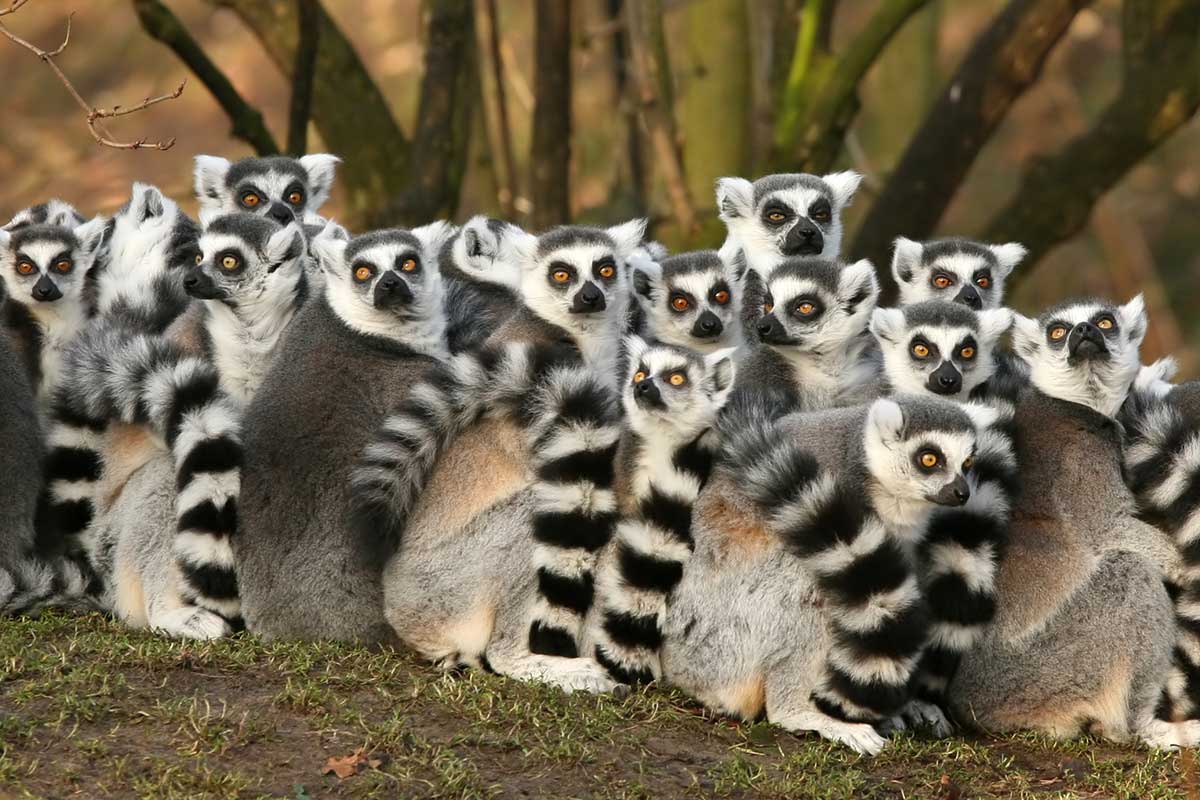 A dozen lemurs turn to face the camera