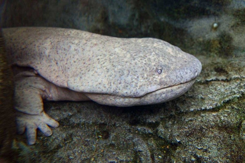 Chinese giant salamanders dwarf all other amphibians
