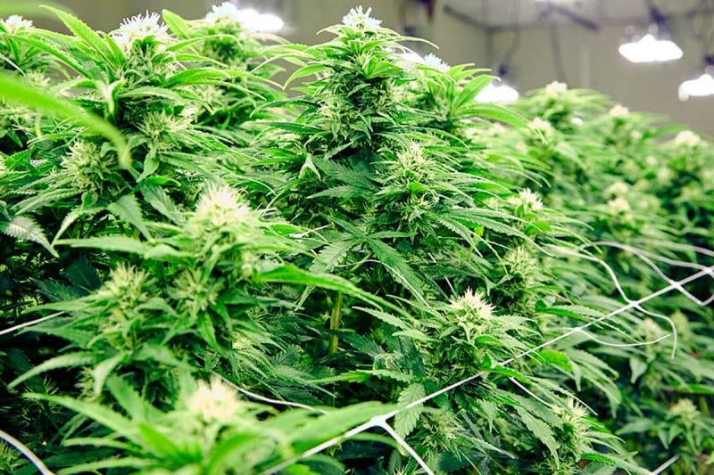 Medicinal benefits