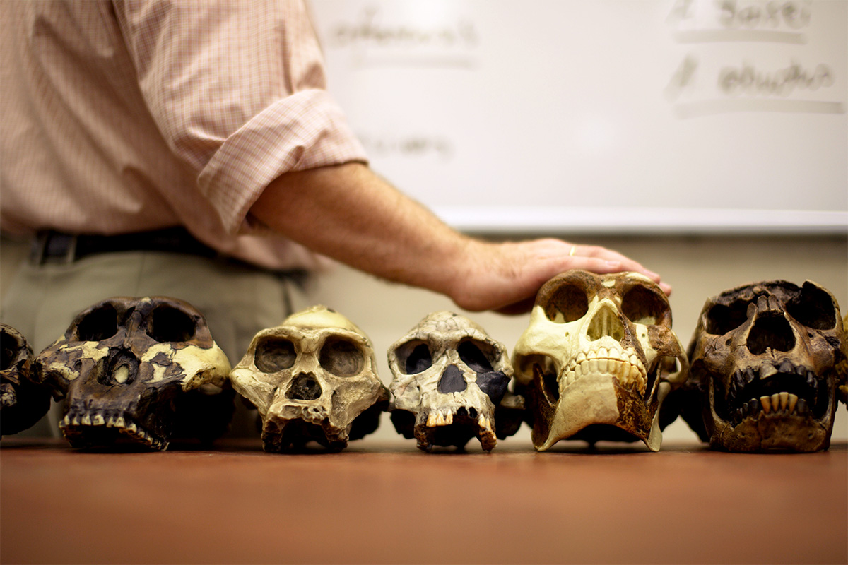 human evolution landing page