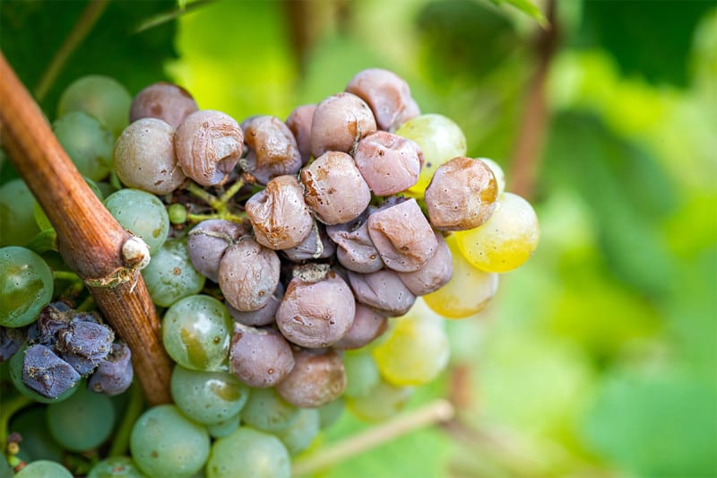 A waxiness on grapes can protect them from the fungus