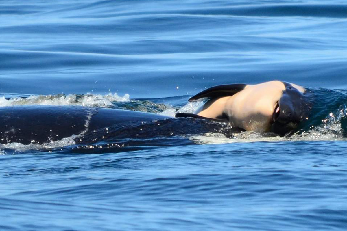 Orca who carried her dead infant is not alone – many animals grieve Orca who carried her dead infant is not alone – many animals grieve