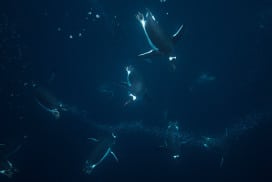 penguins hunting for food