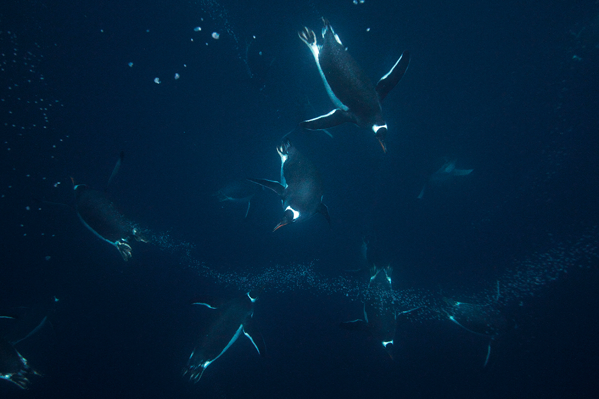 Lobster krill fight off big penguins with their tiny pincers Lobster krill fight off big penguins with their tiny pincers