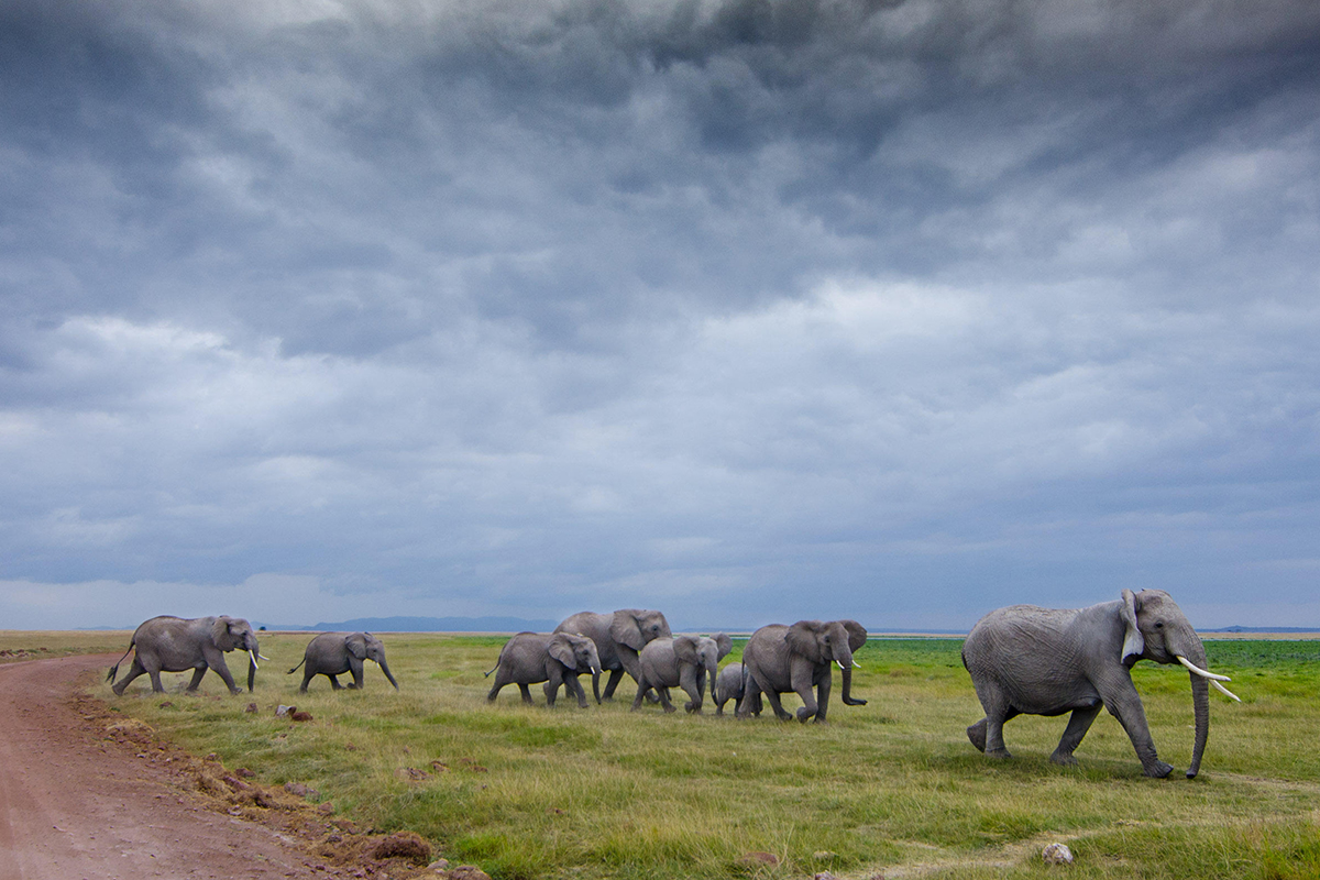 Dişilerin Liderlik Ettiği 6 Memeli Hayvan Türü